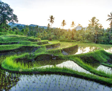 Rice terraces on Bali during sunrise, Indonesia