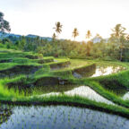 Rice terraces on Bali during sunrise, Indonesia